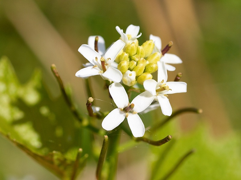 2009-05-13 White flower