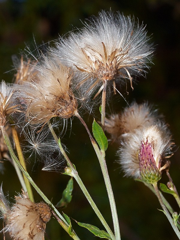 Seeds
