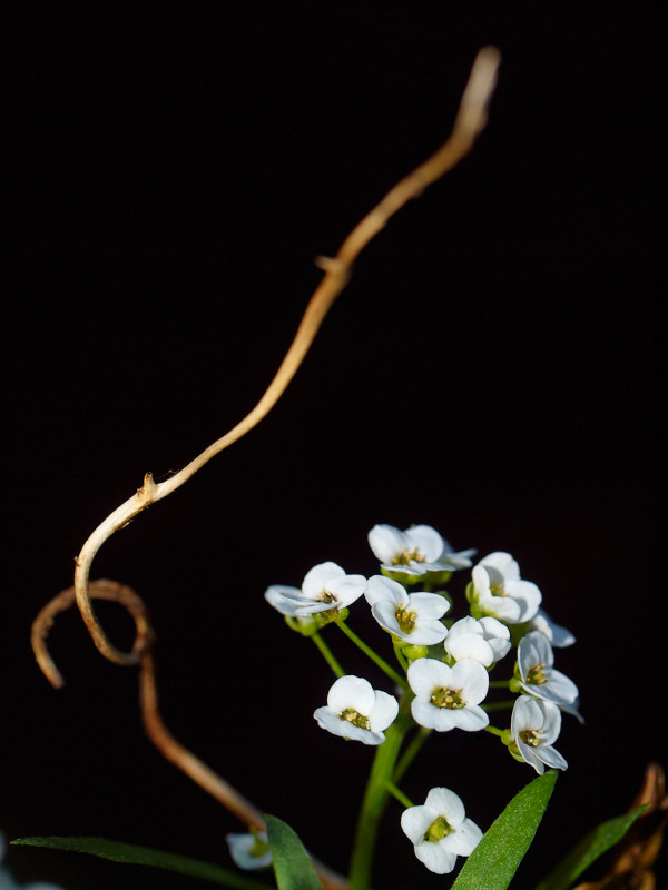 2011-09-01 White flower