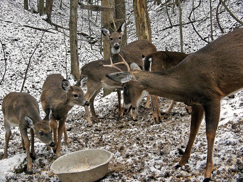 Our WV Whitetail Herd