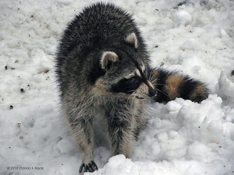 Oh No, not the Raccoon again!