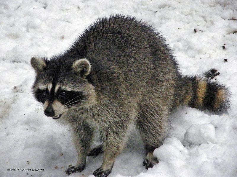 One more of the Raccoon