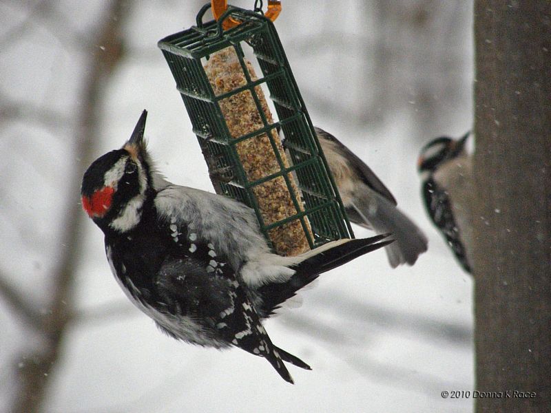 Hairy Woodpecker, Downy Woodpeckers, and Titmouse