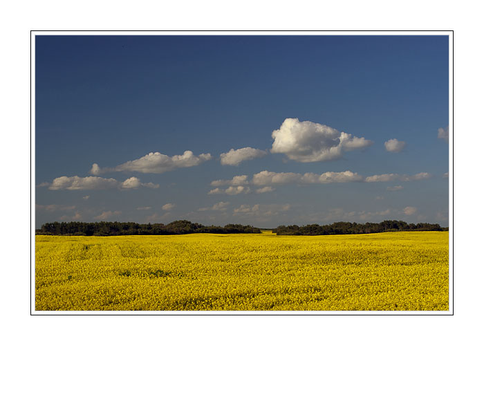 Canola Field