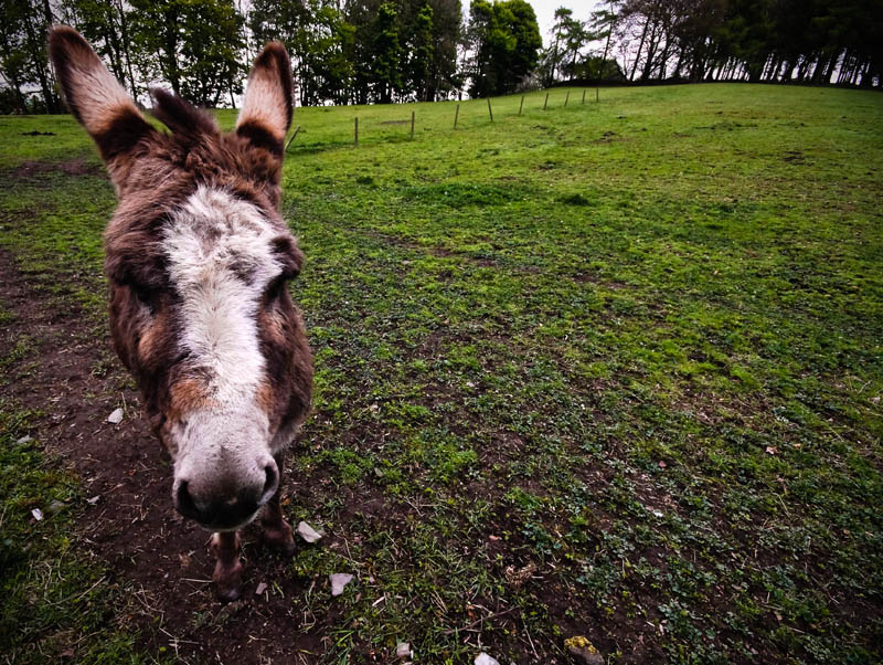 1231. Donkey in a field