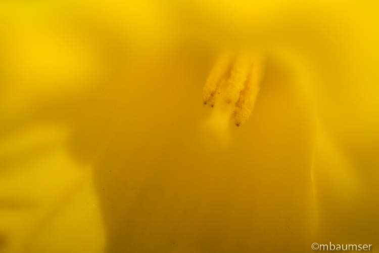 Daffodil In soft focus