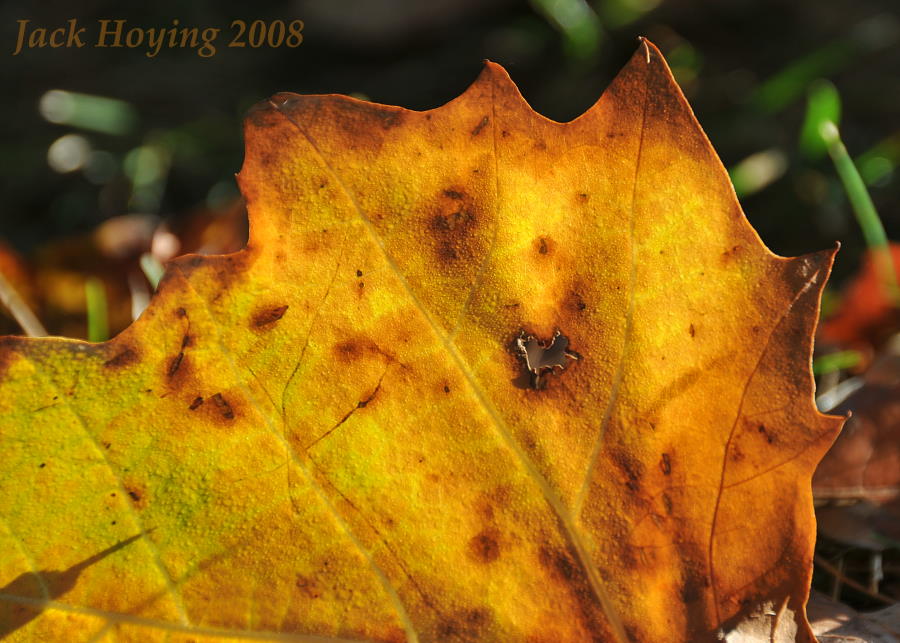Backlit Sycamore Leaf in the early morning