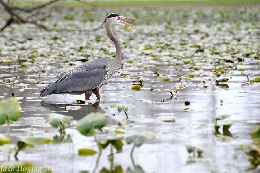Blue Heron hunting in the lillypads