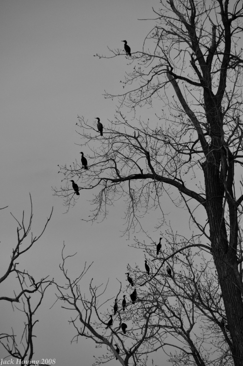 Cormorants in the trees