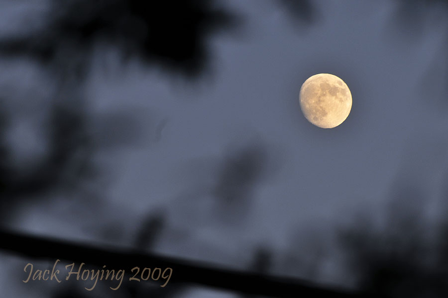 Nearly a full moon through the trees