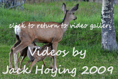 Videos from our Glacier / Canadian Rockies Trip