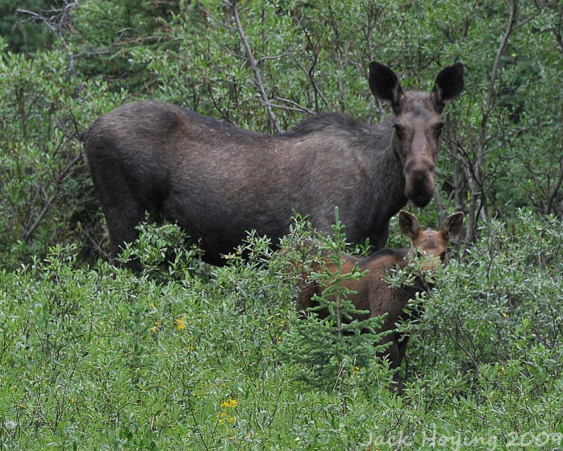 These moose are all ears!