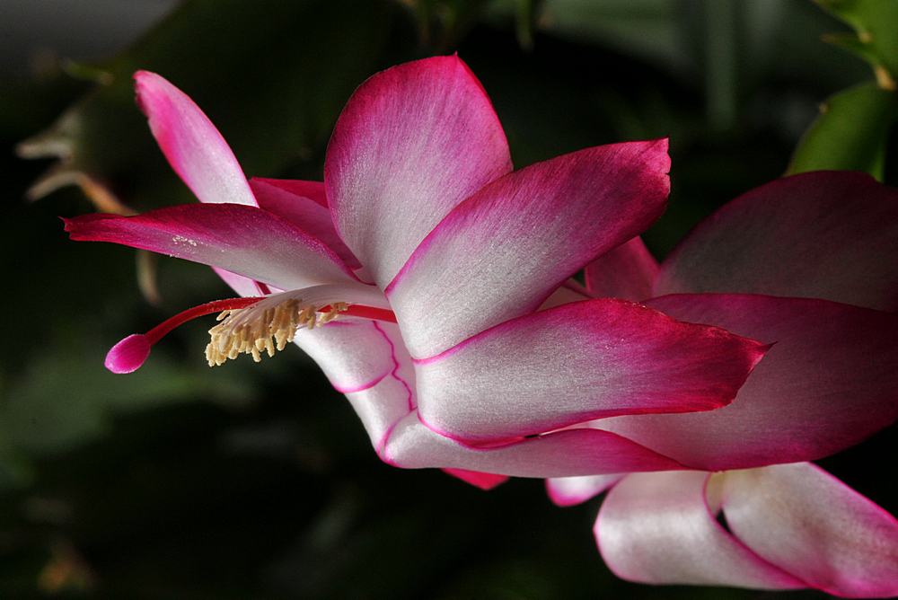 Christmas Cactus bloom in June