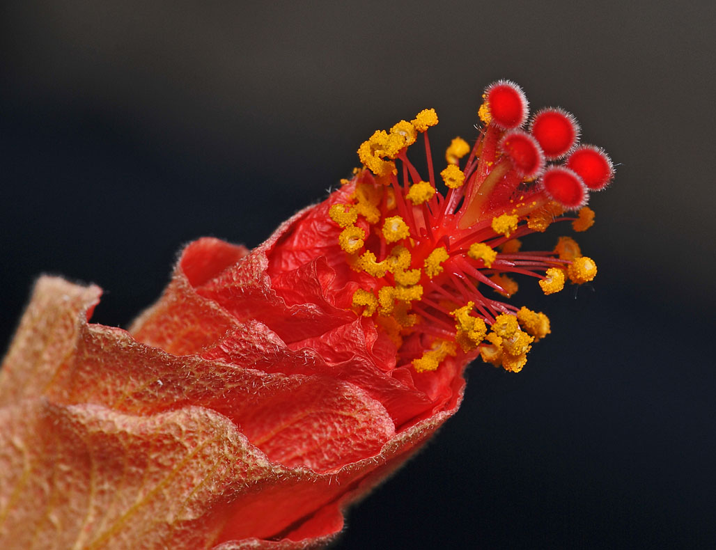 Hibiscus Bloom opening up