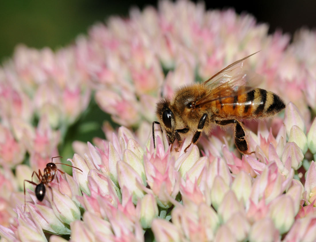 Pollen Competition