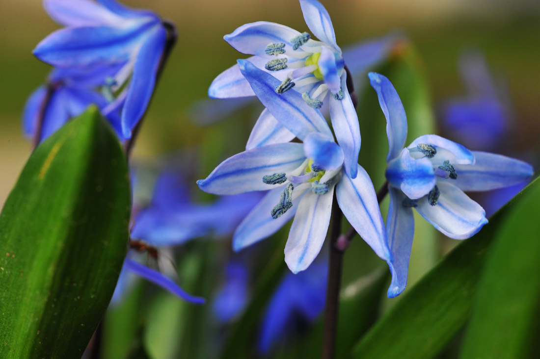 BLUE LILY SCILLA (tiny flowers)