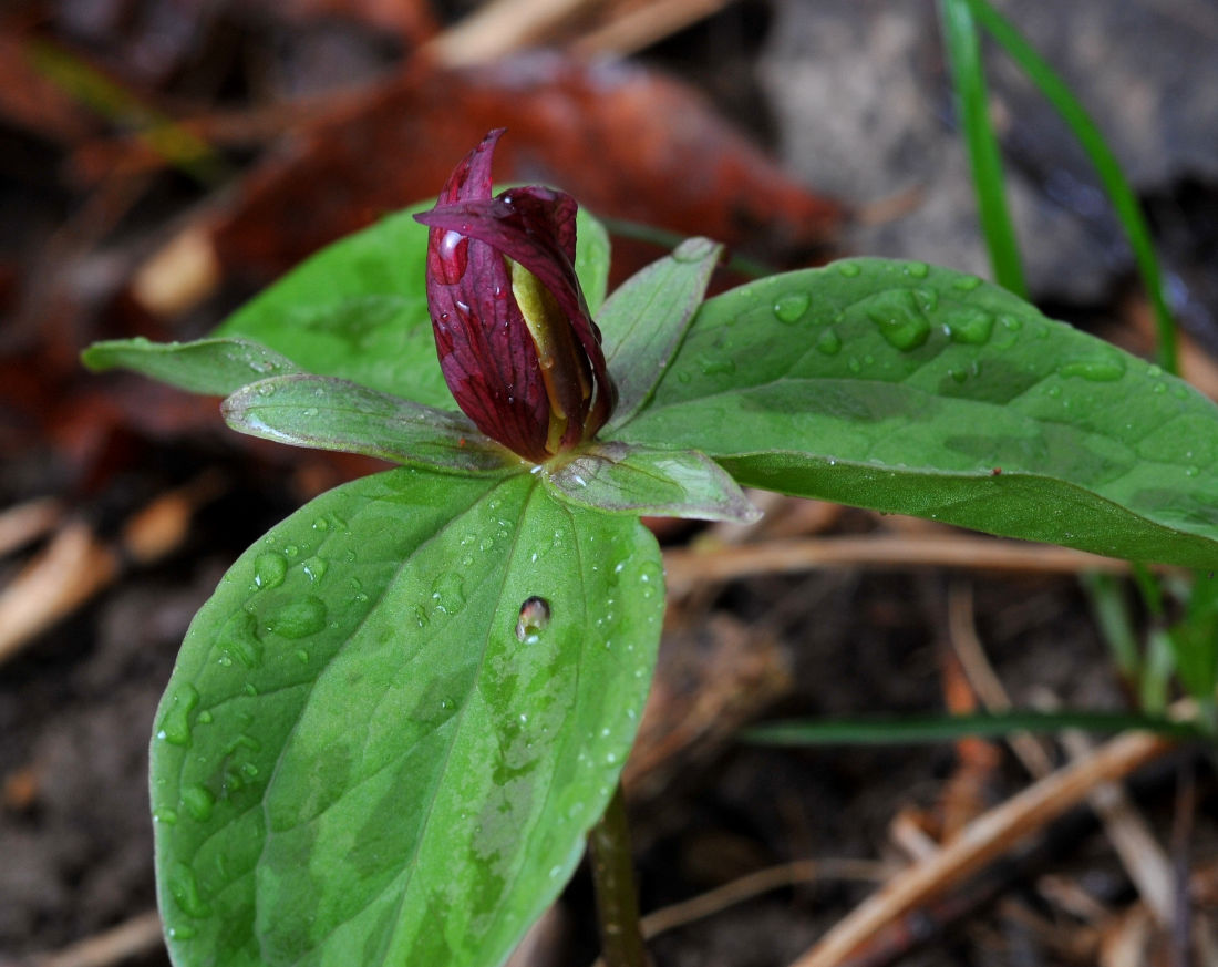 Red Trillium Starts to Bloom