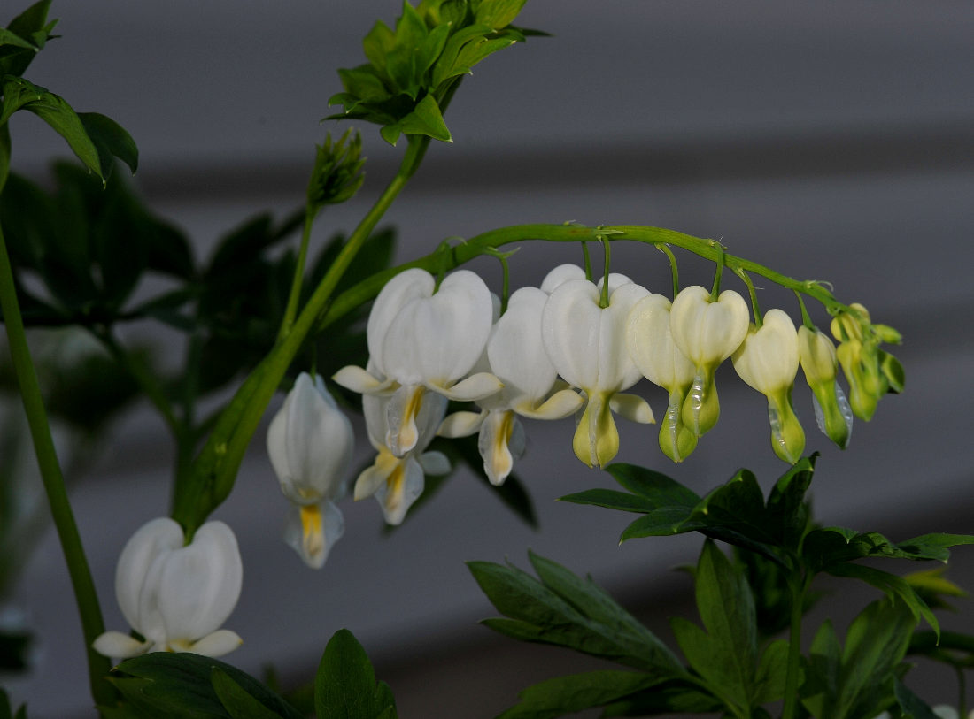 White Bleeding Hearts