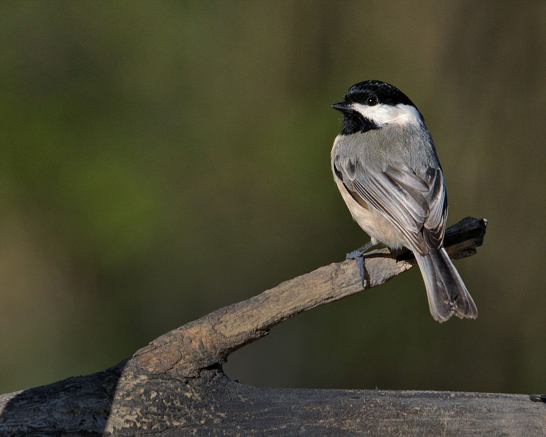 Chickadee