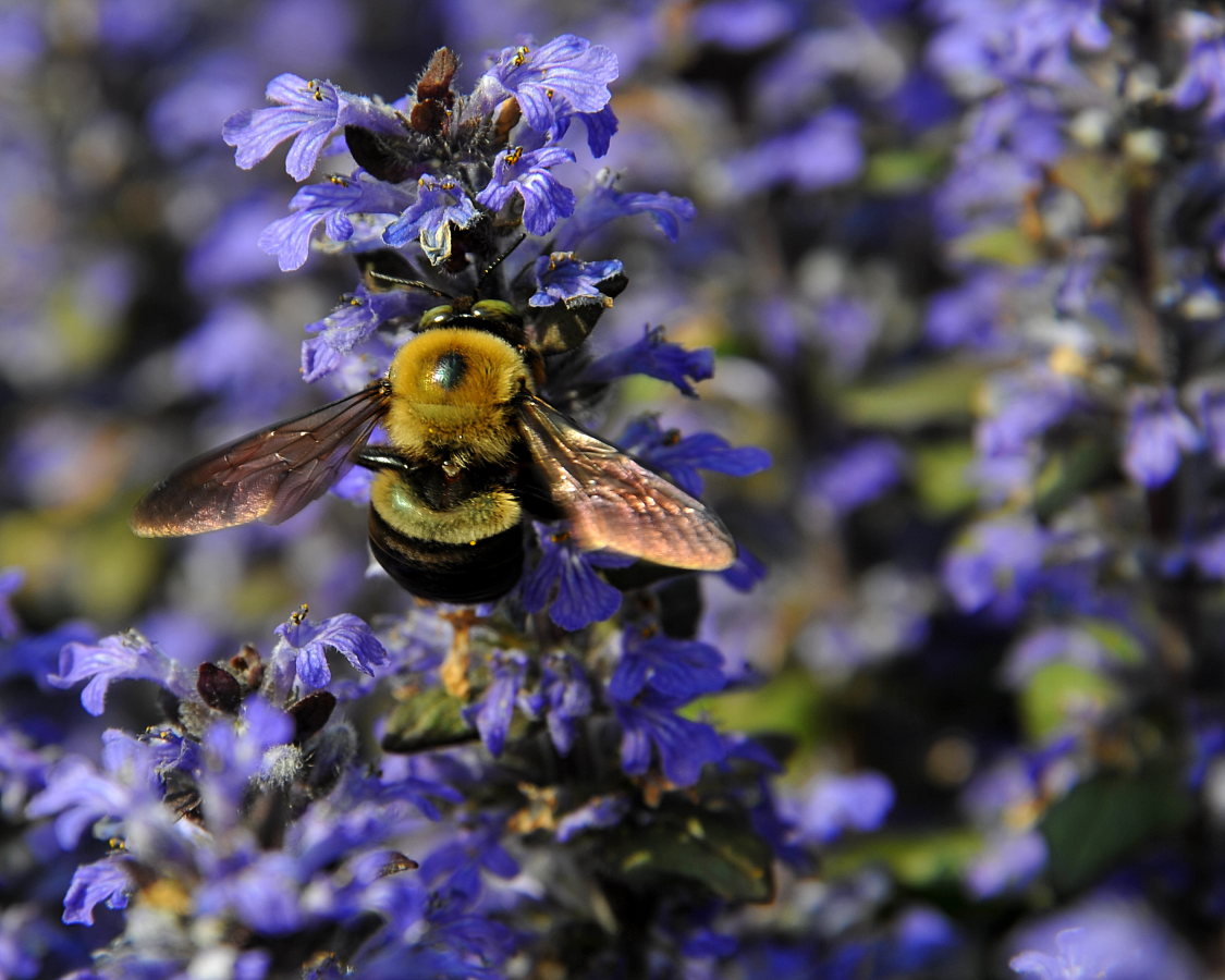 Bumble Bee
