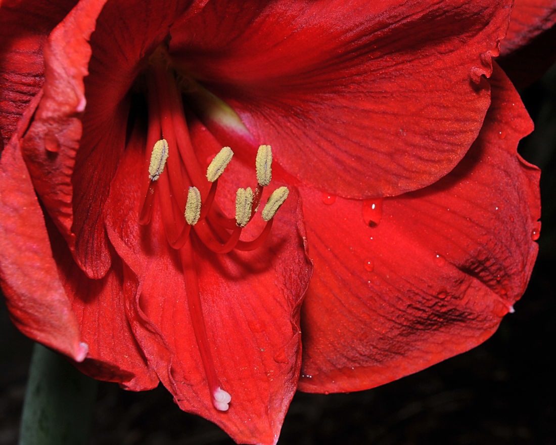 Red Lion Amaryllis Bloom