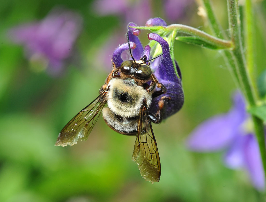 Bee on the columbine (gathering pollen through the side of the bloom, ranther than from the front)