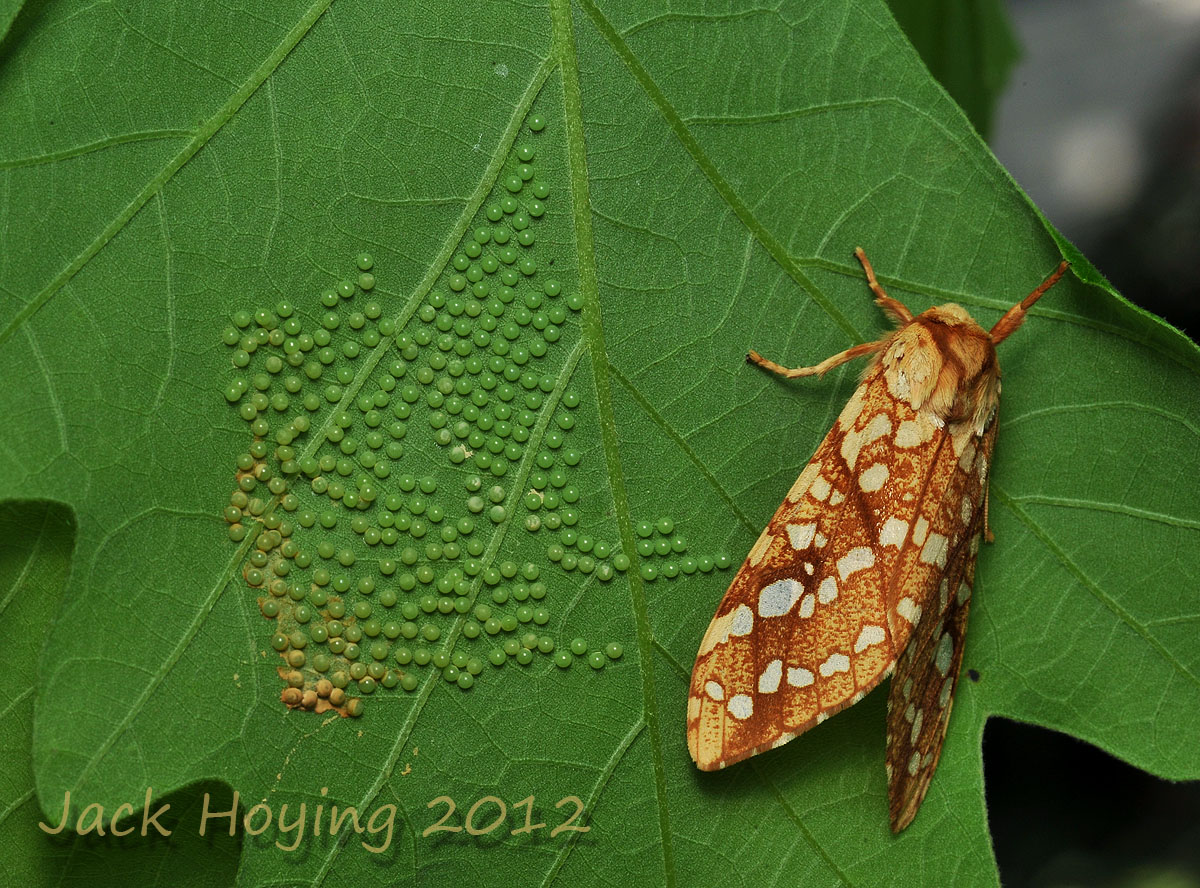 Moth with recently deposited eggs