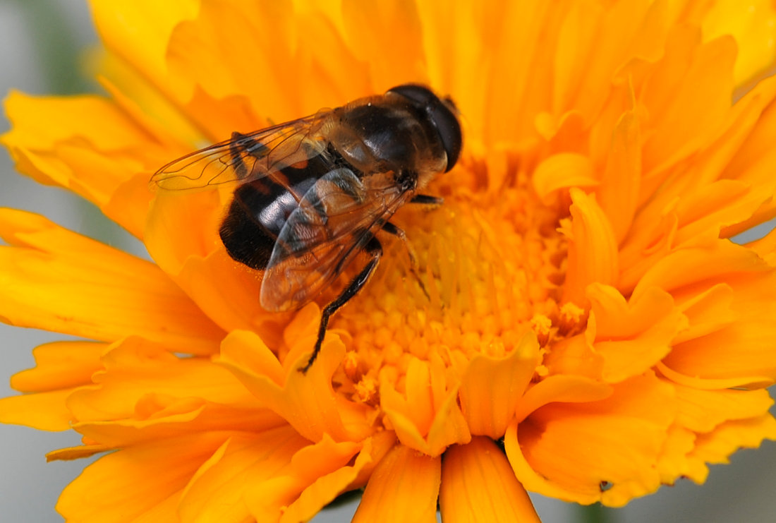 Collecting Nectar