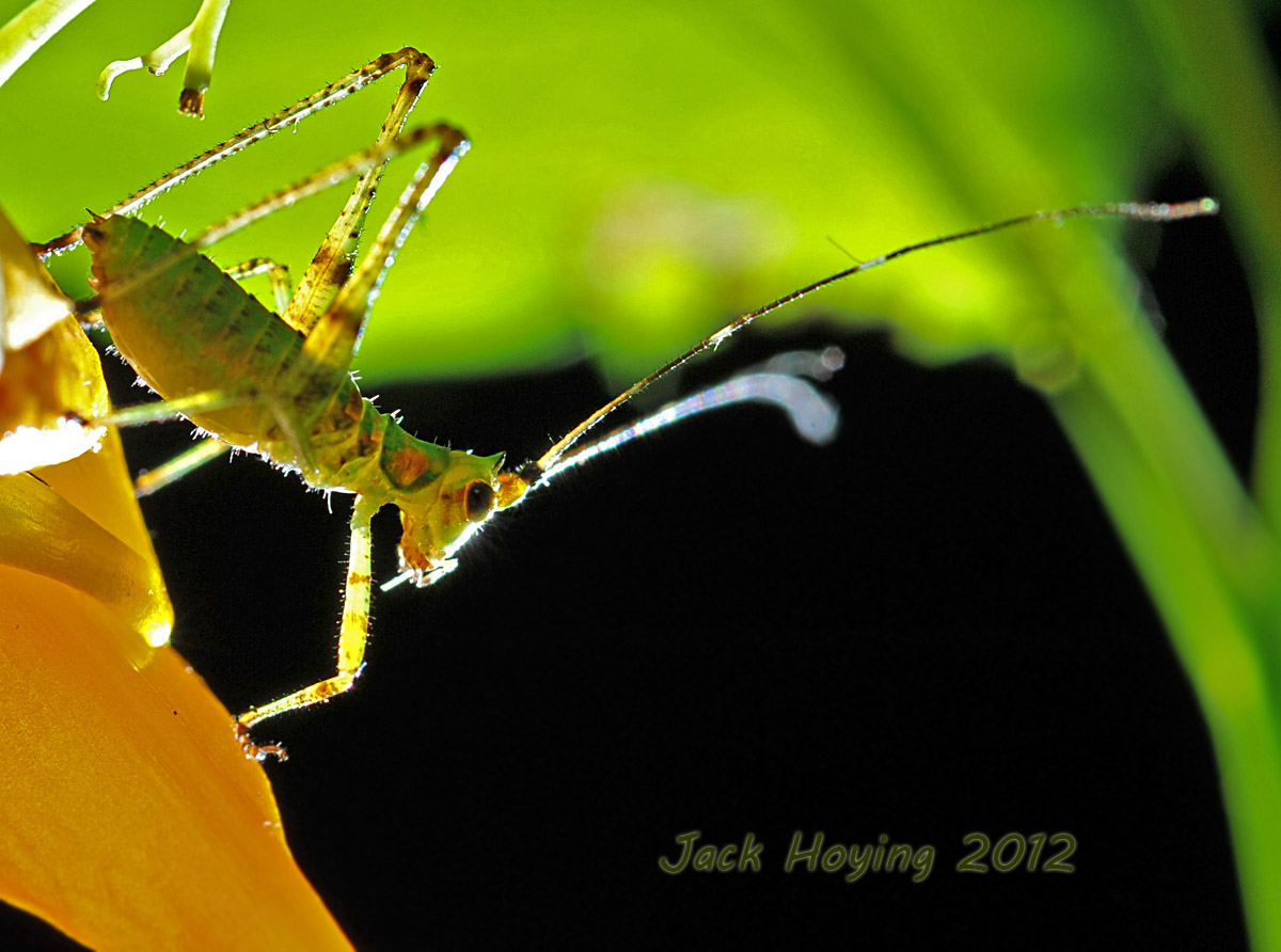 Tiny Katydid nymph (about 1/2) hanging on a bloom