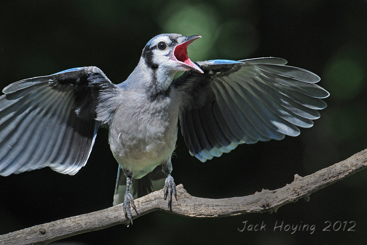 Fledgling Bluejay wanting handouts from Mom