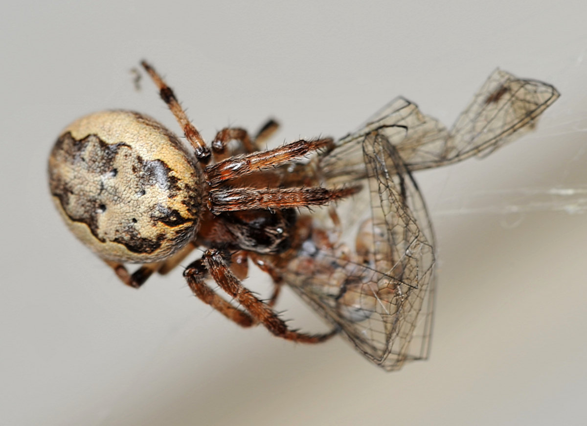 Spider enjoying an unlucky Damselfly