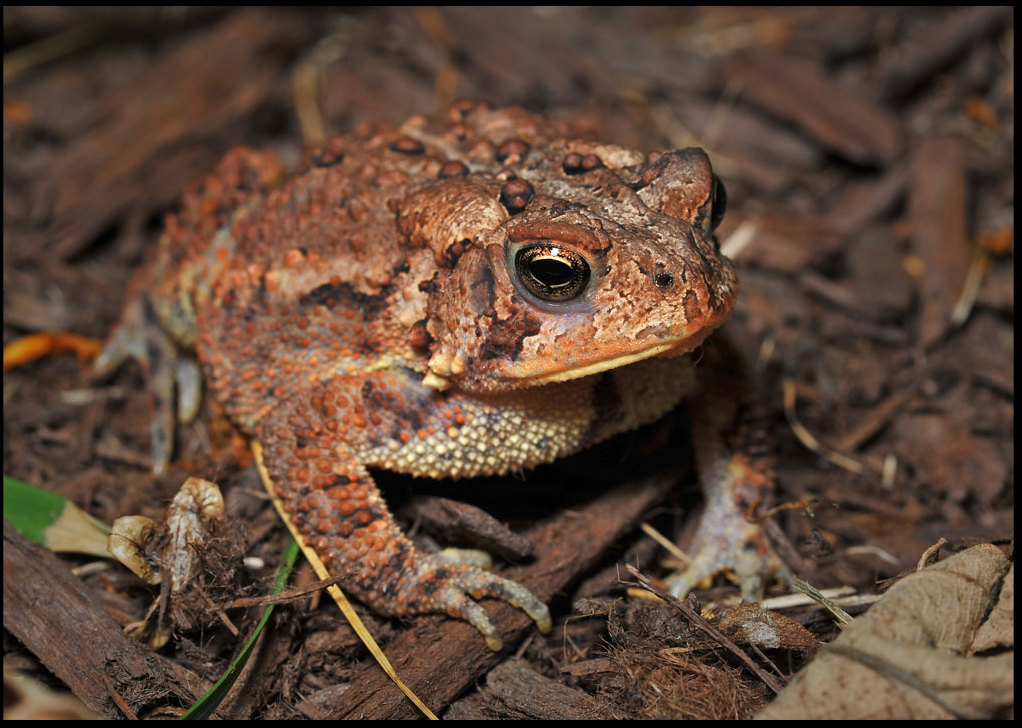Toad in the flowerbed