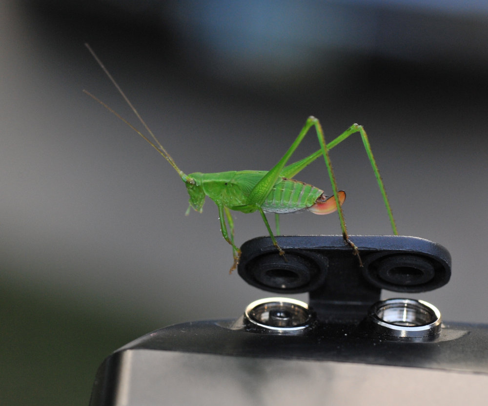 Young Katydid on a SB800 flash