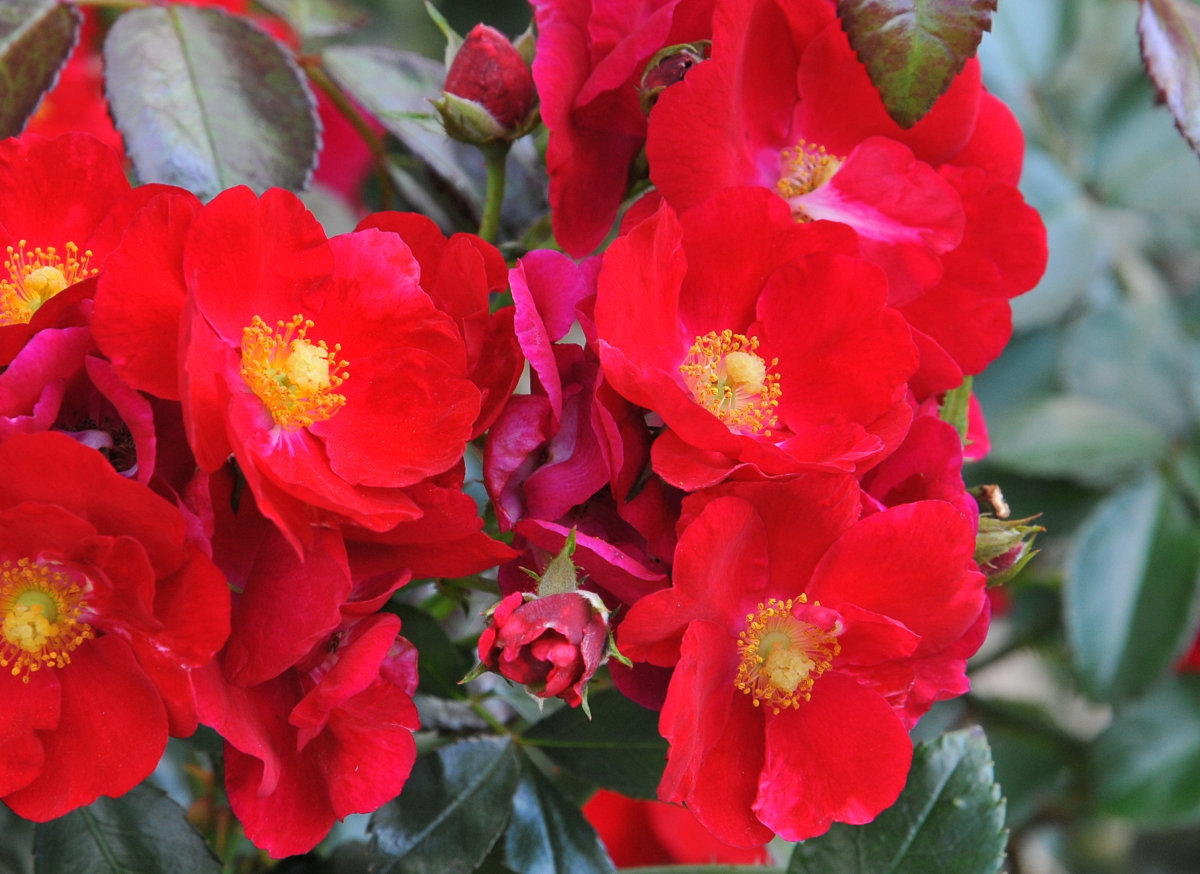 Tea Roses