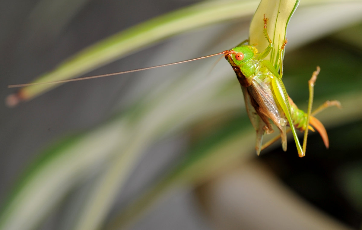 Young Katydid