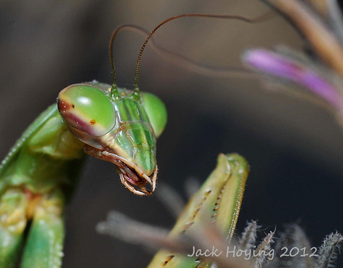 Praying Mantis and its interesting mouth