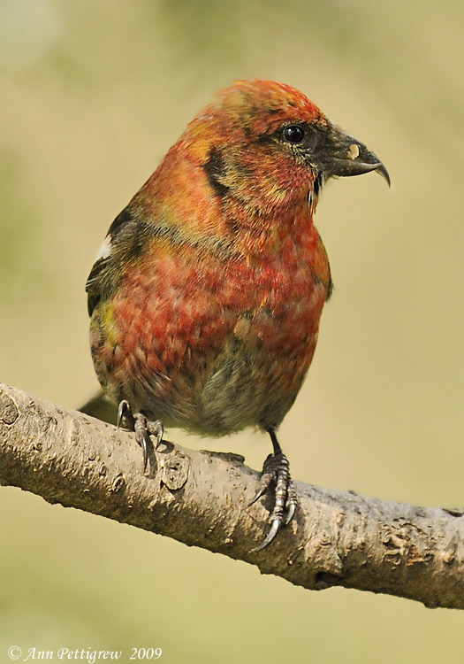 White-winged Crossbill (Male)