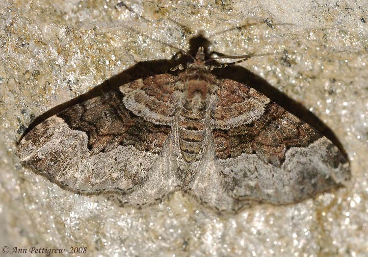 Toothed Brown Carpet