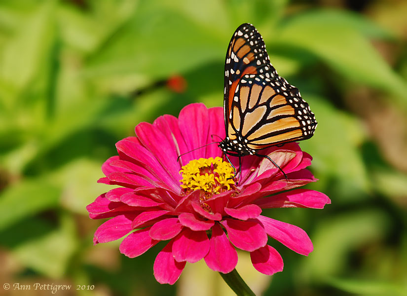 Monarch (Danaus plexippus)