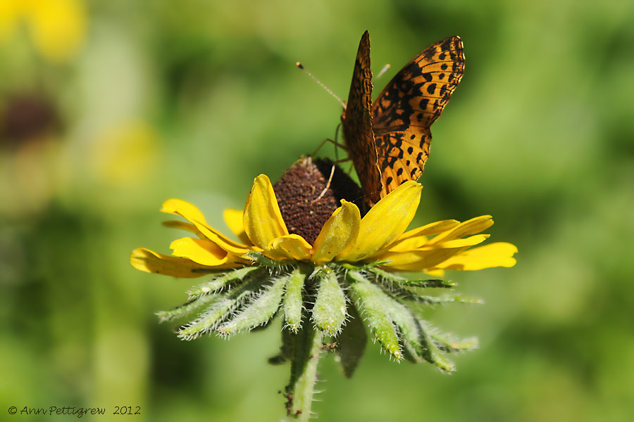 Meadow Fritillary