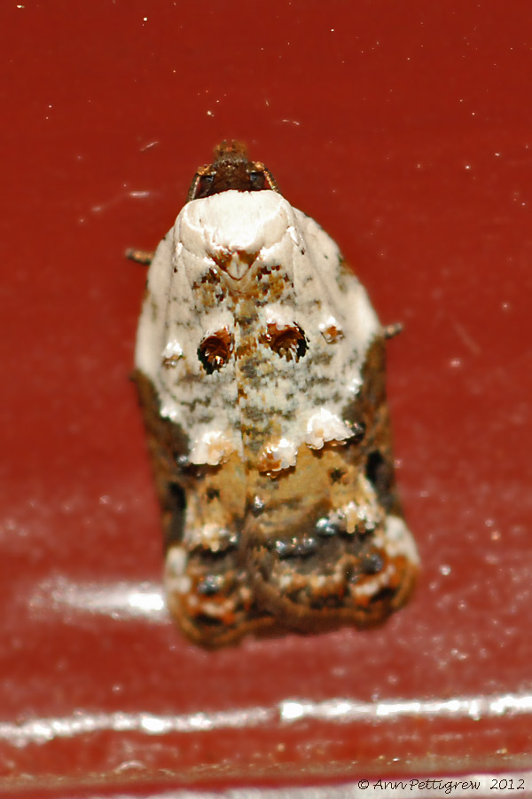 Snowy-Shouldered-Acleris-(Acleris-nivisellana)---0036.jpg