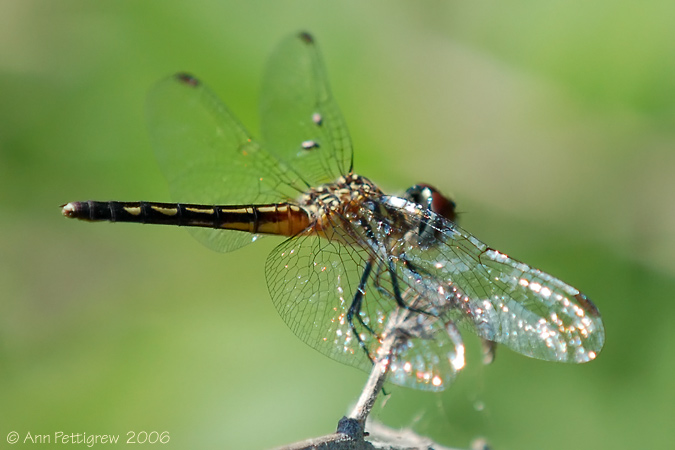 Blue Dasher - Female