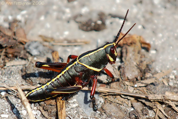 Eastern Lubber Grasshopper