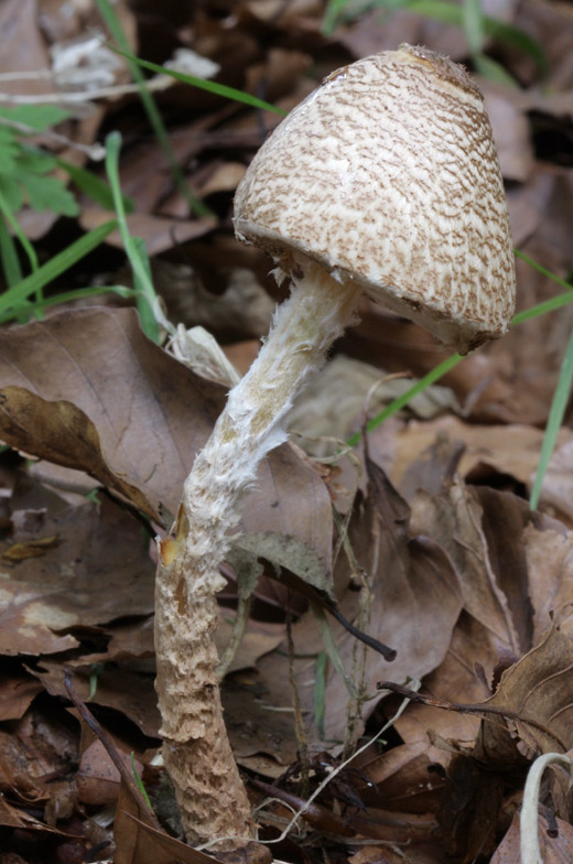 Lepiota clypeolaria.