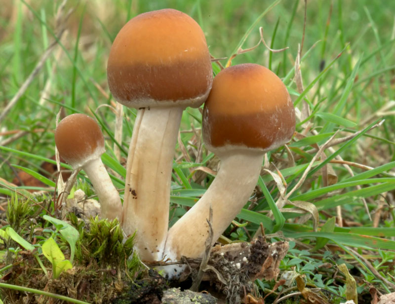 Psathyrella piluliformis (Common stump brittlestem.)
