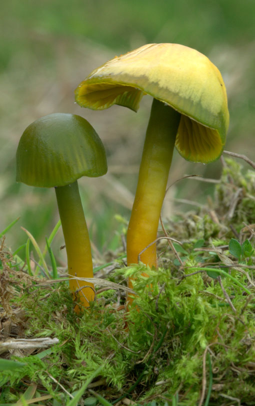 Hygrocybe psittacina( parrot waxcap)