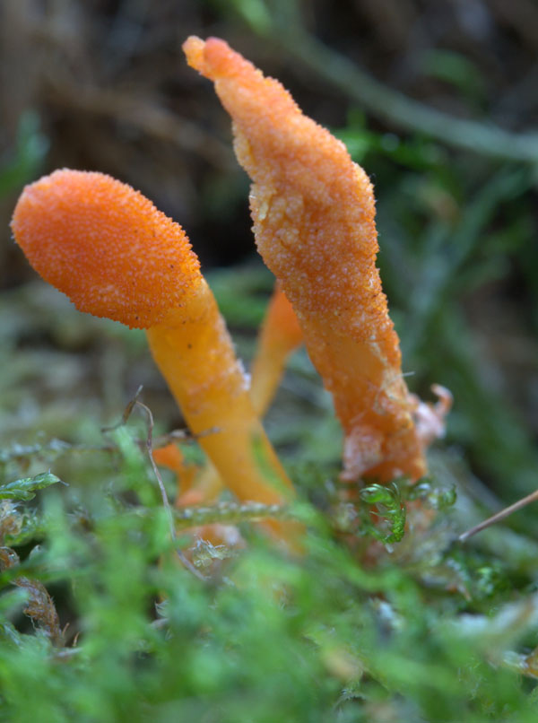 Cordyceps militaris (Scarlet caterpillarclub )