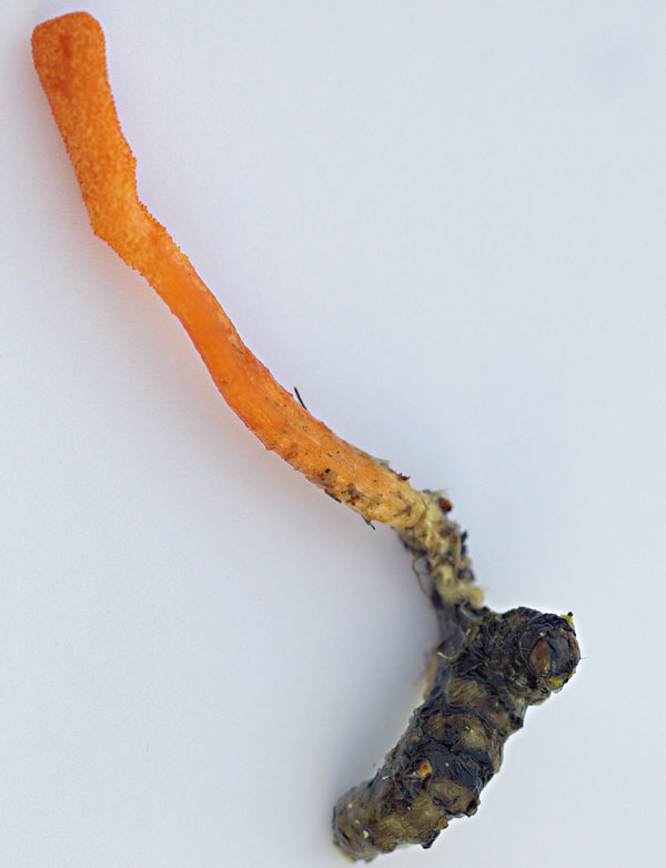 Cordyceps militaris (Scarlet Caterpillarclub)