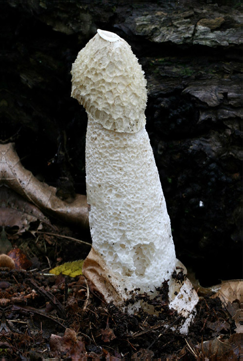 Stinkhorn - Phallus impudicus.