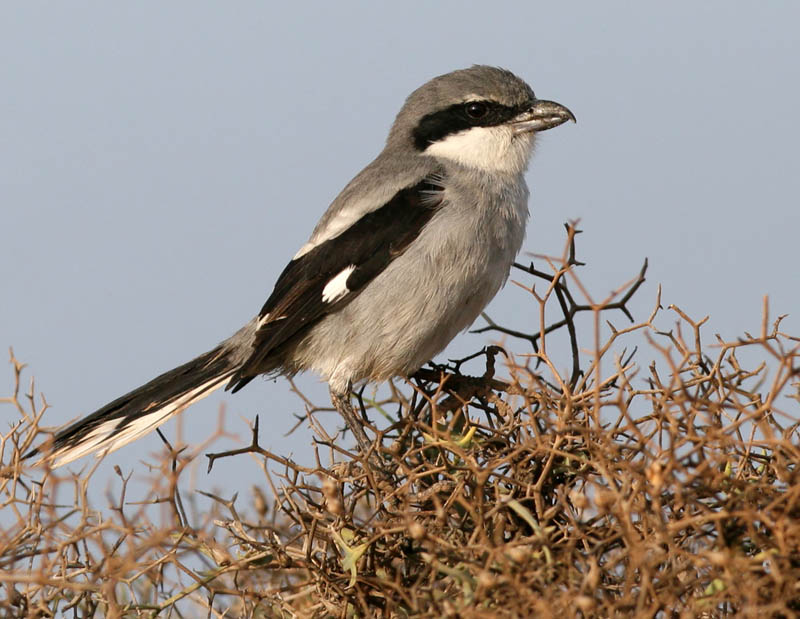 Southern  Grey shrike(.Lanius elegans koenigi.)